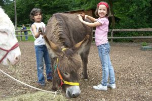 Nachmittag am Pferdehof Reitpädagogik Wien - Reitschule & Reiten lernen Kinder