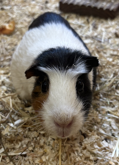 Kaninchen Tierpatenschaft