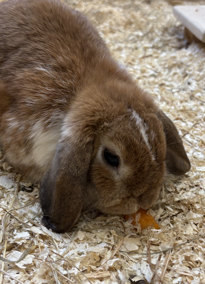 Kaninchen Tierpatenschaft