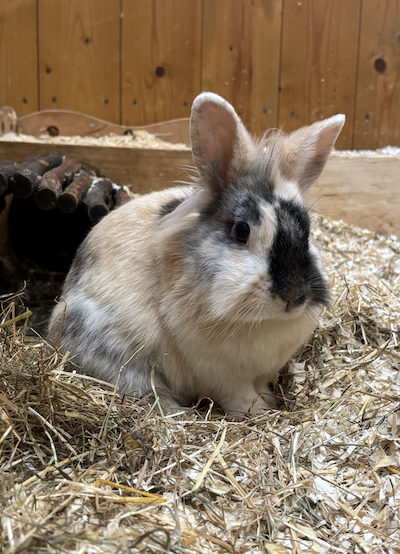 Kaninchen Tierpatenschaft