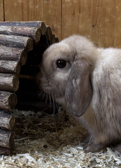 Kaninchen Tierpatenschaft