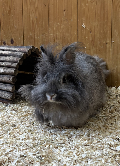 Kaninchen Tierpatenschaft