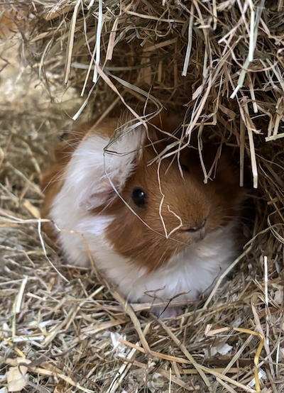 Kaninchen Tierpatenschaft