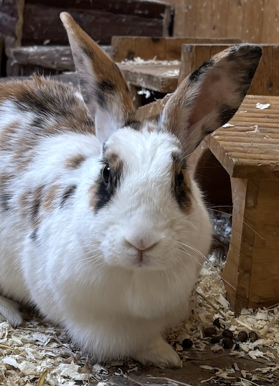 Kaninchen Tierpatenschaft